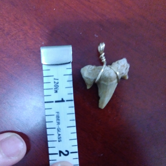 14k, Genuine Fossil Shark Tooth Pendant - Picture 4 of 4